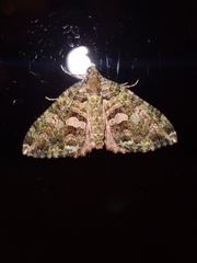 Austrocidaria similata