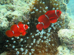 Amphiprion biaculeatus