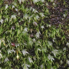 Fissidens gracilifolius