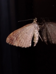 Austrocidaria similata