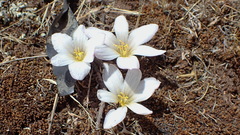 Zephyranthes andina