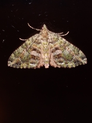 Austrocidaria similata