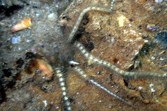 Ophiothrix spongicola
