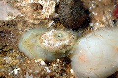 Amblychilepas nigrita