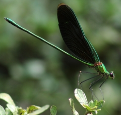 Neurobasis chinensis