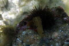 Heliocidaris erythrogramma