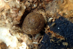 Clanculus consobrinus