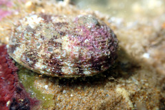 Haliotis scalaris emmae