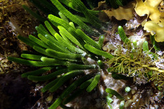 Caulerpa brownii
