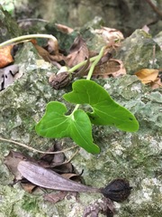 Gyrocarpus americanus