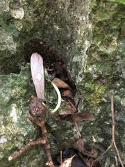 Gyrocarpus americanus