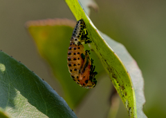 Chrysomela populi