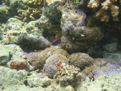 Pomacentrus bankanensis