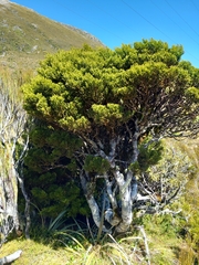 Halocarpus
