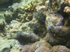 Pomacentrus bankanensis