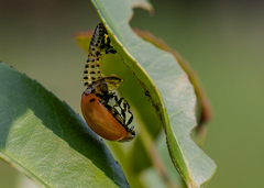 Chrysomela populi