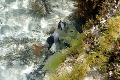 Pseudogoniistius nigripes