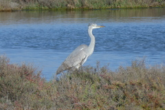 Ardea cinerea