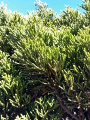 Halocarpus