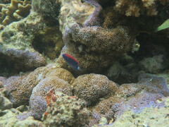 Pomacentrus bankanensis