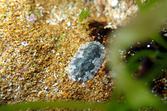 Ischnochiton smaragdinus