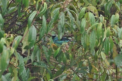 Tangara labradorides