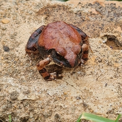 Tomopterna natalensis