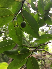 Huberantha nitidissima