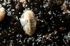 Ischnochiton