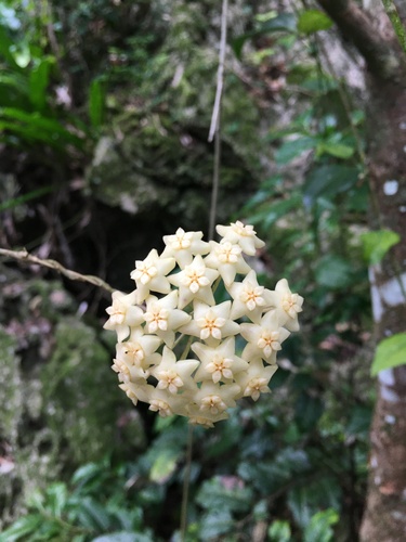 Hoya nicholsoniae F.Muell.