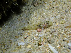 Fusigobius duospilus
