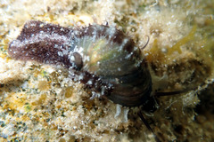 Stomatella impertusa