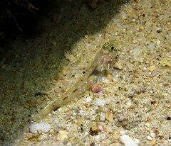 Fusigobius duospilus