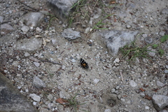 Callimorpha dominula