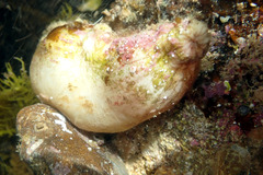 Stolidobranchia