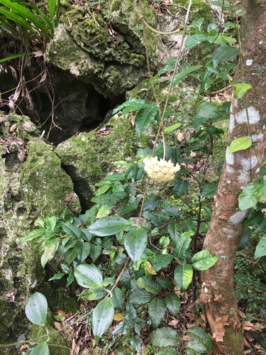 Hoya nicholsoniae F.Muell. 2