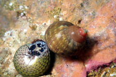 Phasianella ventricosa