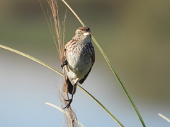 Hymenops perspicillatus