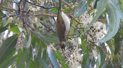 Melithreptus