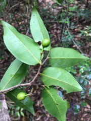 Huberantha nitidissima