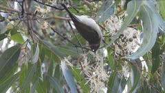 Melithreptus