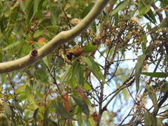 Melithreptus