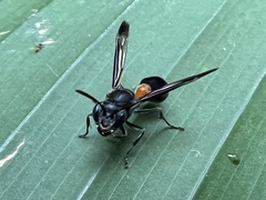 Ropalidia sumatrae