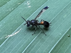 Ropalidia sumatrae