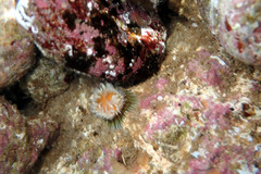 Anthothoe albocincta