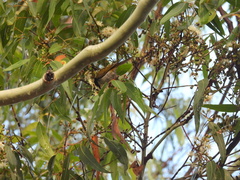 Melithreptus