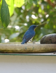 Cyornis tickelliae