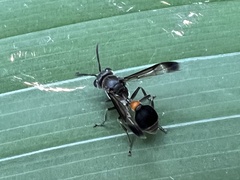 Ropalidia sumatrae