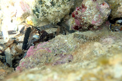 Parablennius tasmanianus