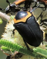 Pseudoclinteria cincticollis